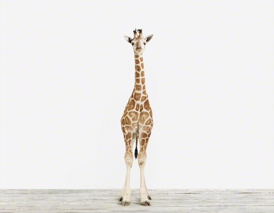 Baby Giraffe_3_Baby Animal Photography Prints