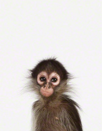 Baby-Monkey-Art-for-Nursery