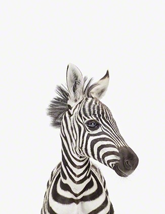www.theanimalprintshop.com