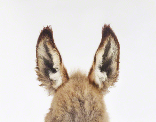 Donkey Ears_545