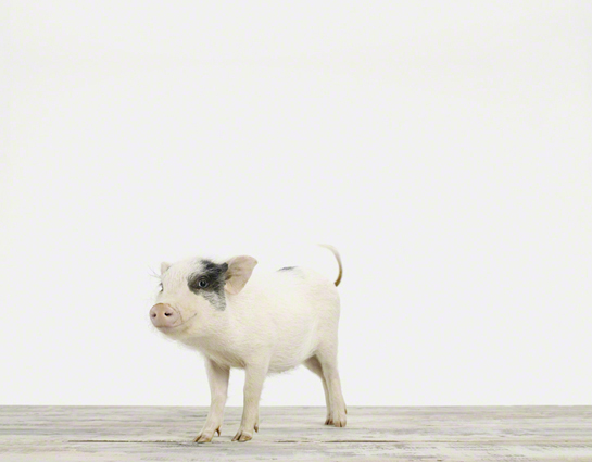 Piglet_Baby Animal Photography Prints