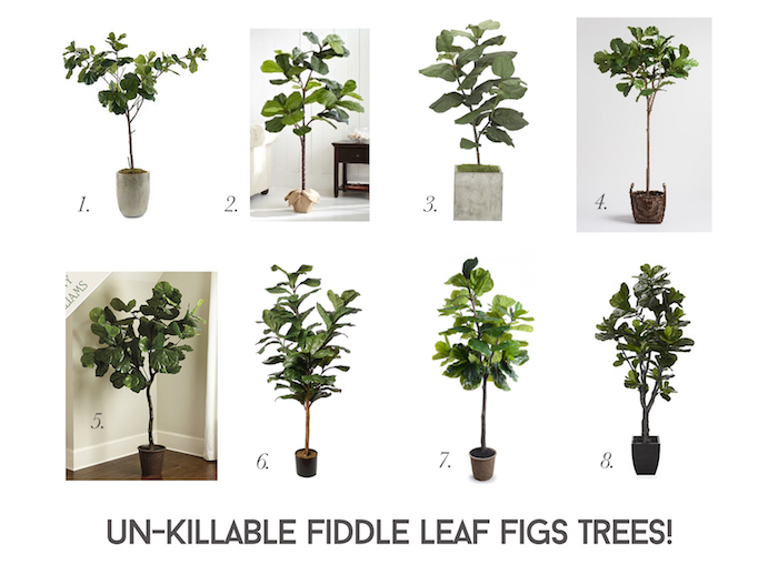 figtrees